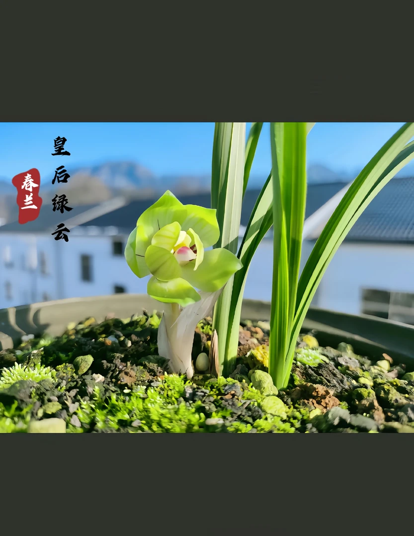 国兰一物一拍专用链接(请勿乱拍)