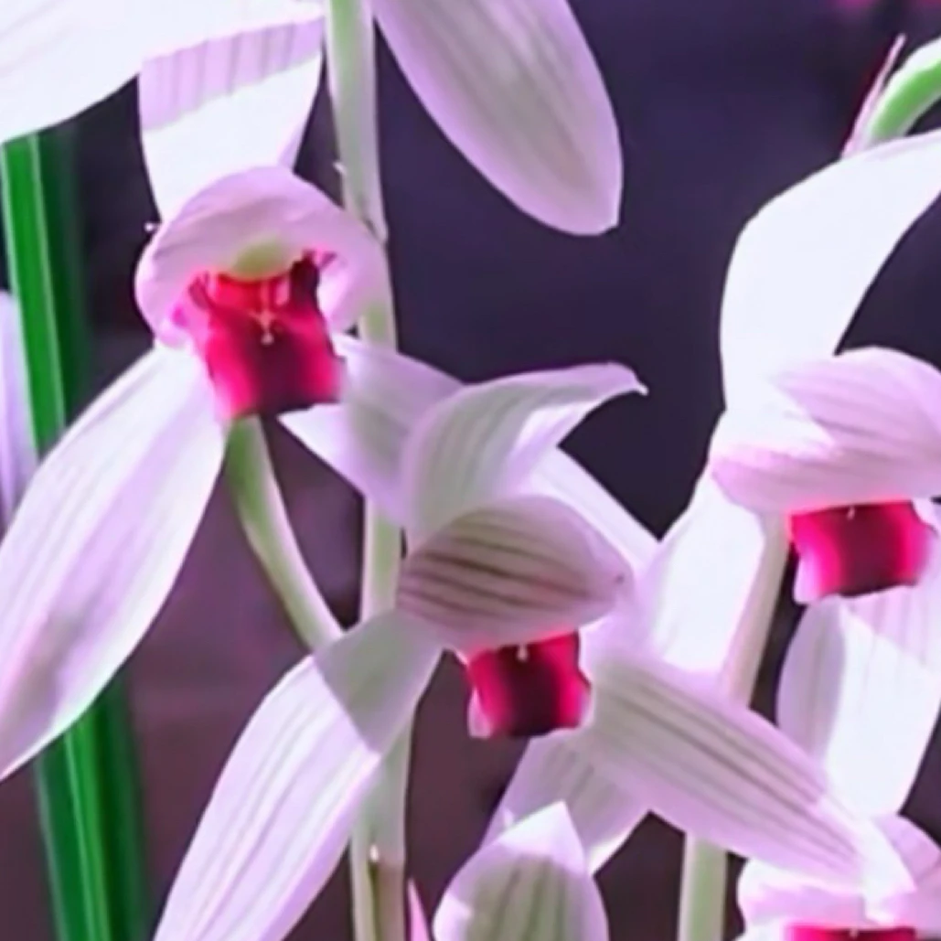 兰花太岁直播间选兰小黄车链接