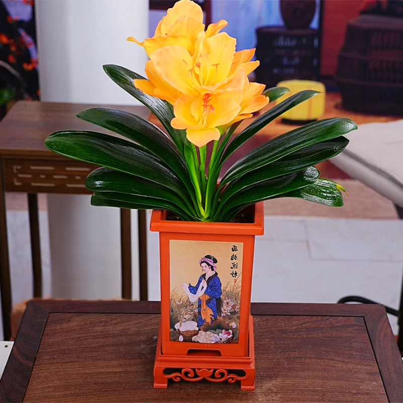 【个位数福利】黄金万两 君子兰花卉植物室内易活绿植四季常青好养