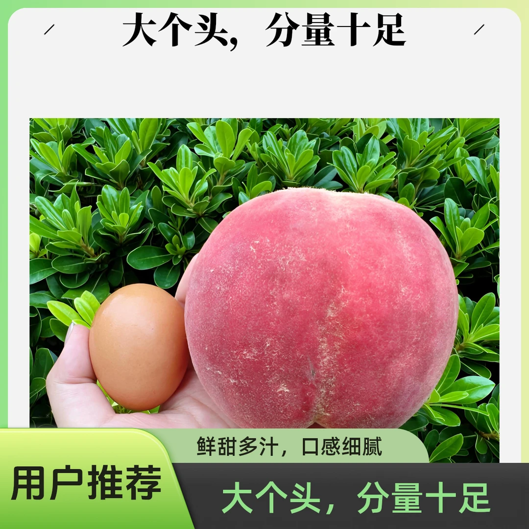 树上现摘新鲜香脆水蜜桃应季水果脆甜多汁桃子蒙阴蜜桃原产地经典