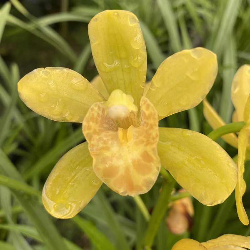 兰花盆栽蕙兰黄贵妃秋冬季开花金黄色大花卉绿植好养活