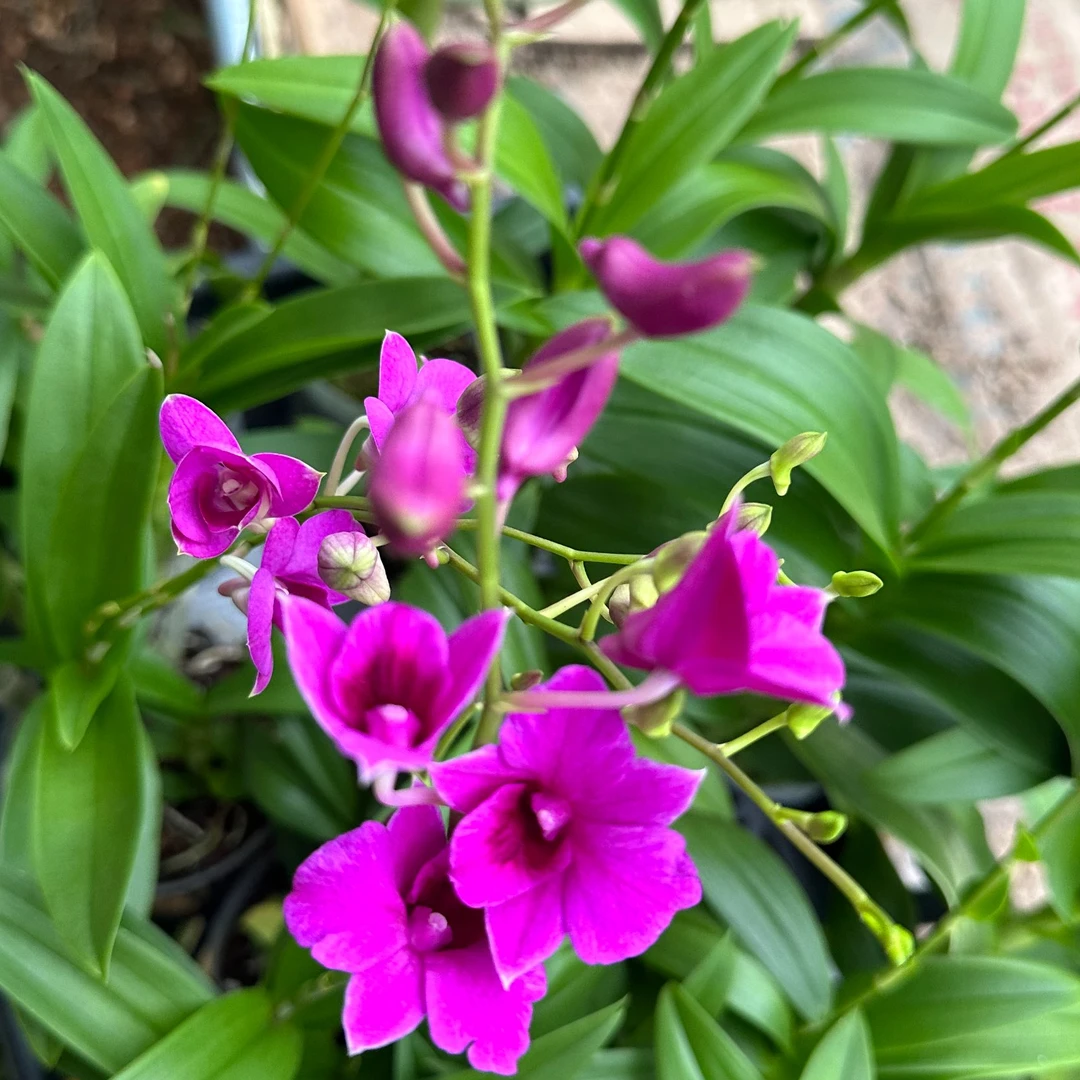 新品秋石斛迷你红好养护易养活原杯苗花期长懒人花卉基地直发