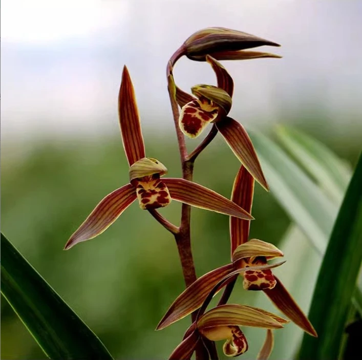 兰花盆栽墨兰企黑春节开花年宵花浓香型兰花苗易养活国兰绿植花卉