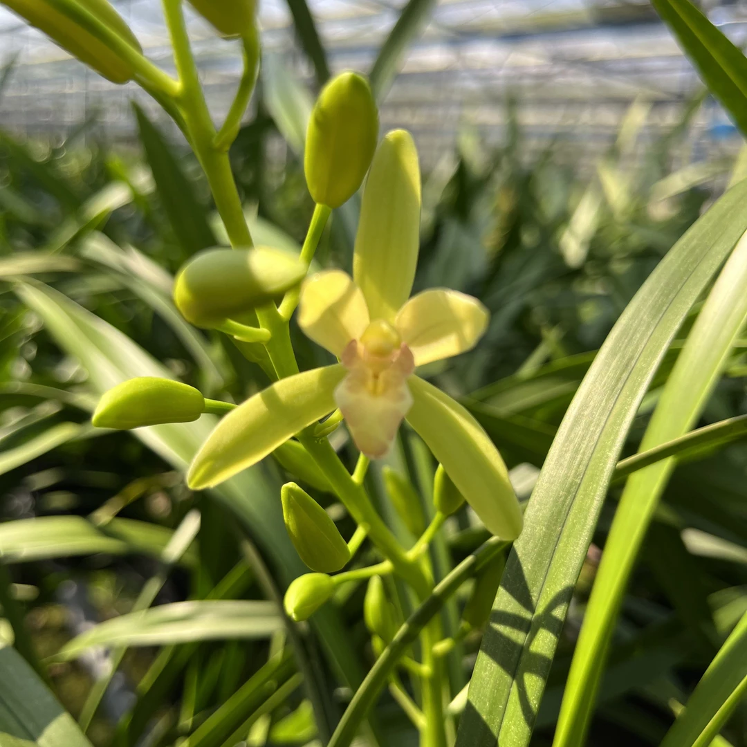 兰花绿植高端盆栽室内批发好养易活流溪仙子兰花苗带花绿植盆栽