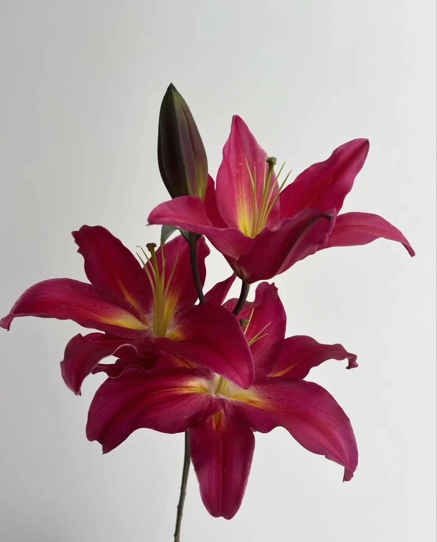 3头黑凤梨--单瓣百合  颜色高级耐看