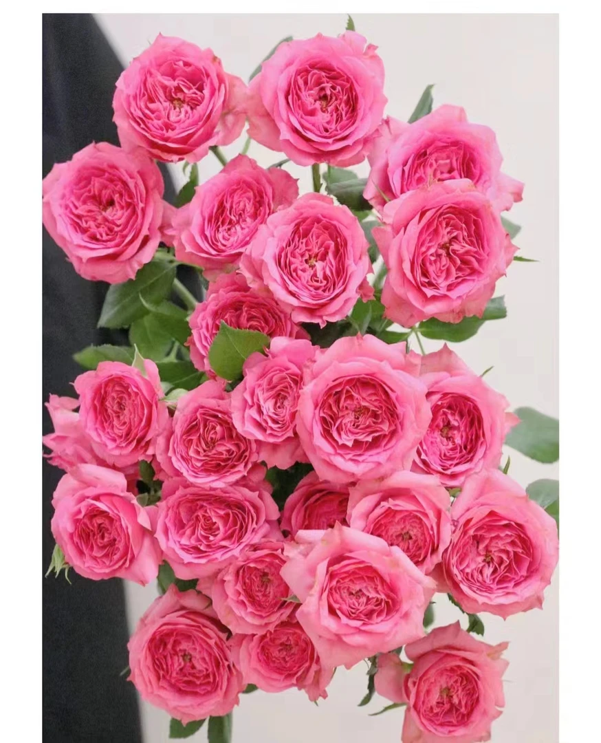 苏菲宝贝--多头玫瑰  颜色娇俏  气质高雅