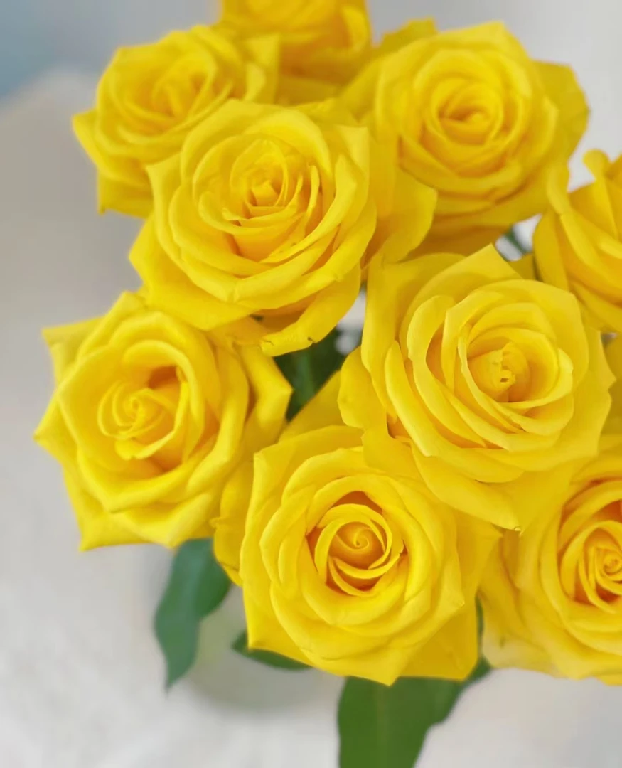 契机--单头玫瑰  颜色亮丽