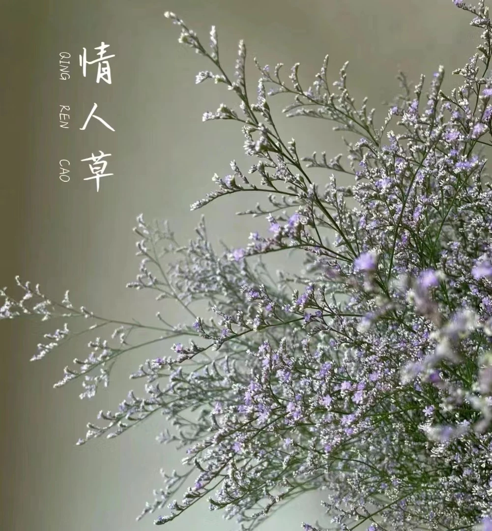 星花怒放情人草--花冠紫红色 可做干花