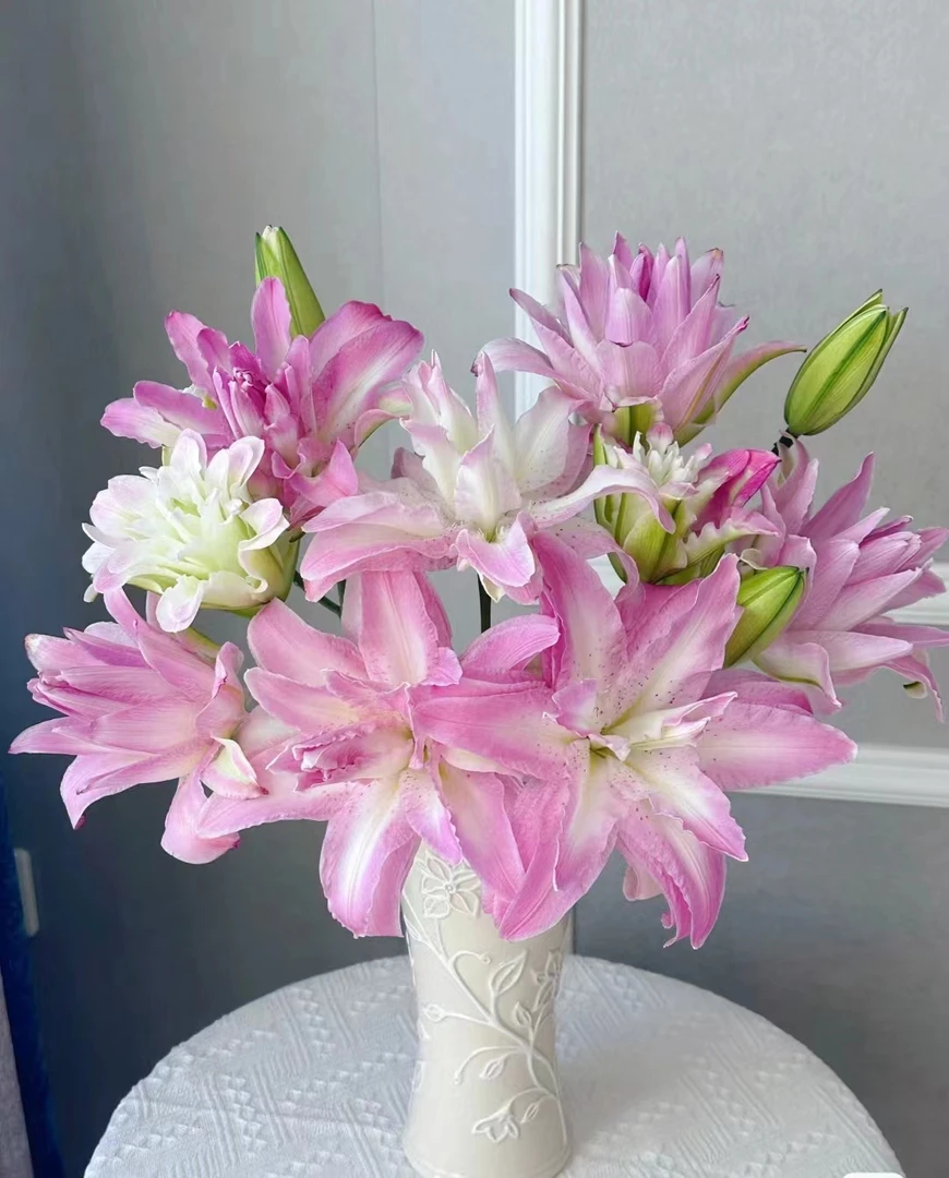 【花起点】水蜜桃--重瓣百合