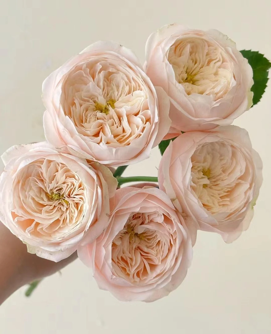 达林顿---多头玫瑰 奥斯丁花型  颜色粉嫩