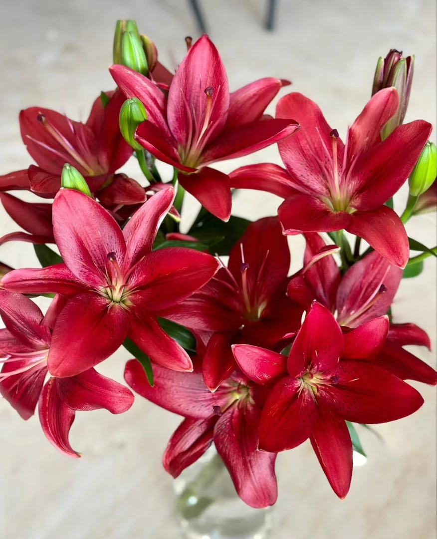 黑贝壳--亚百合无香味  暗黑高级感  【实物以直播间展示为主】