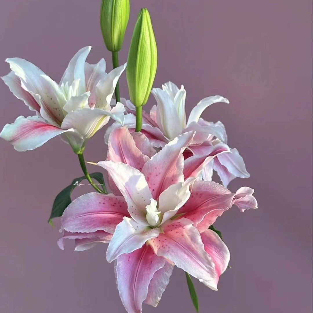 【花起点】多头粉色天使重瓣百合