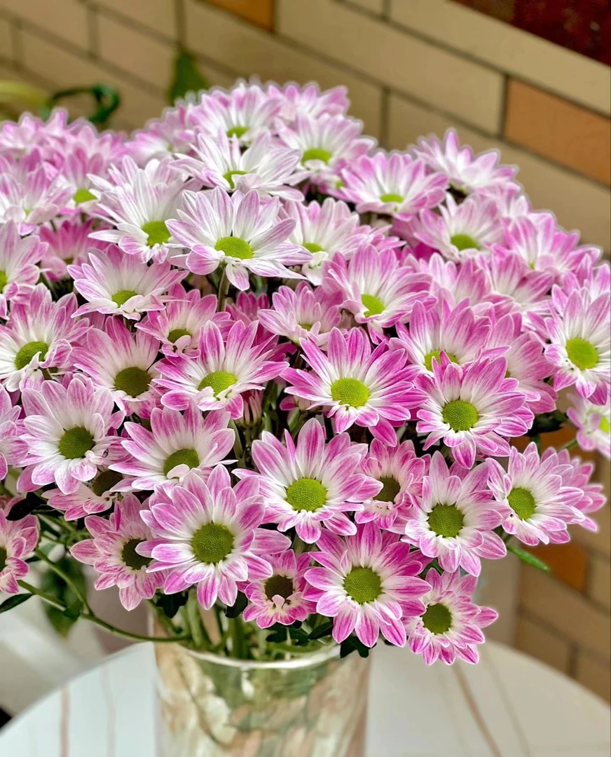 【优选小菊】水墨柔情--花期长好养护