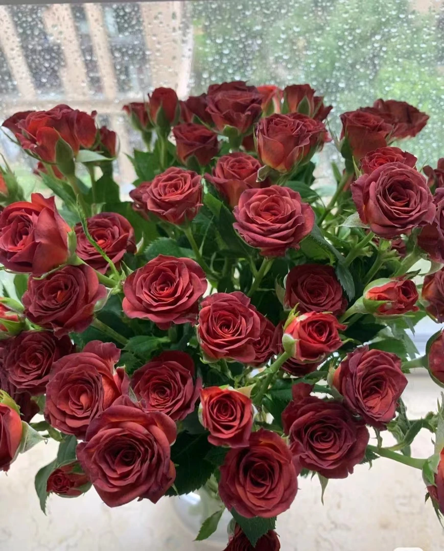 巧克力泡泡--多头玫瑰