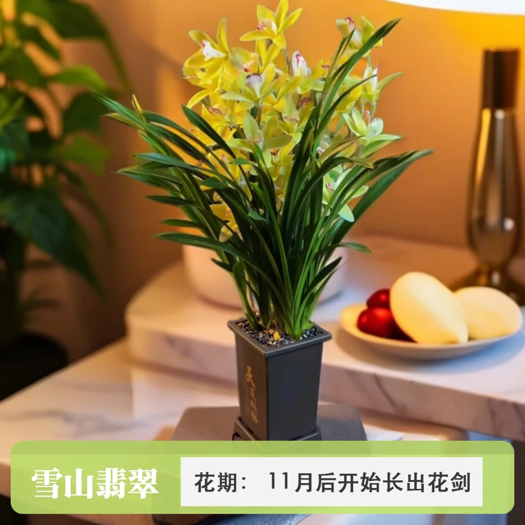 【粉丝福利】 四季兰雪山翡翠兰花苗6-8株苗兰场基地直发