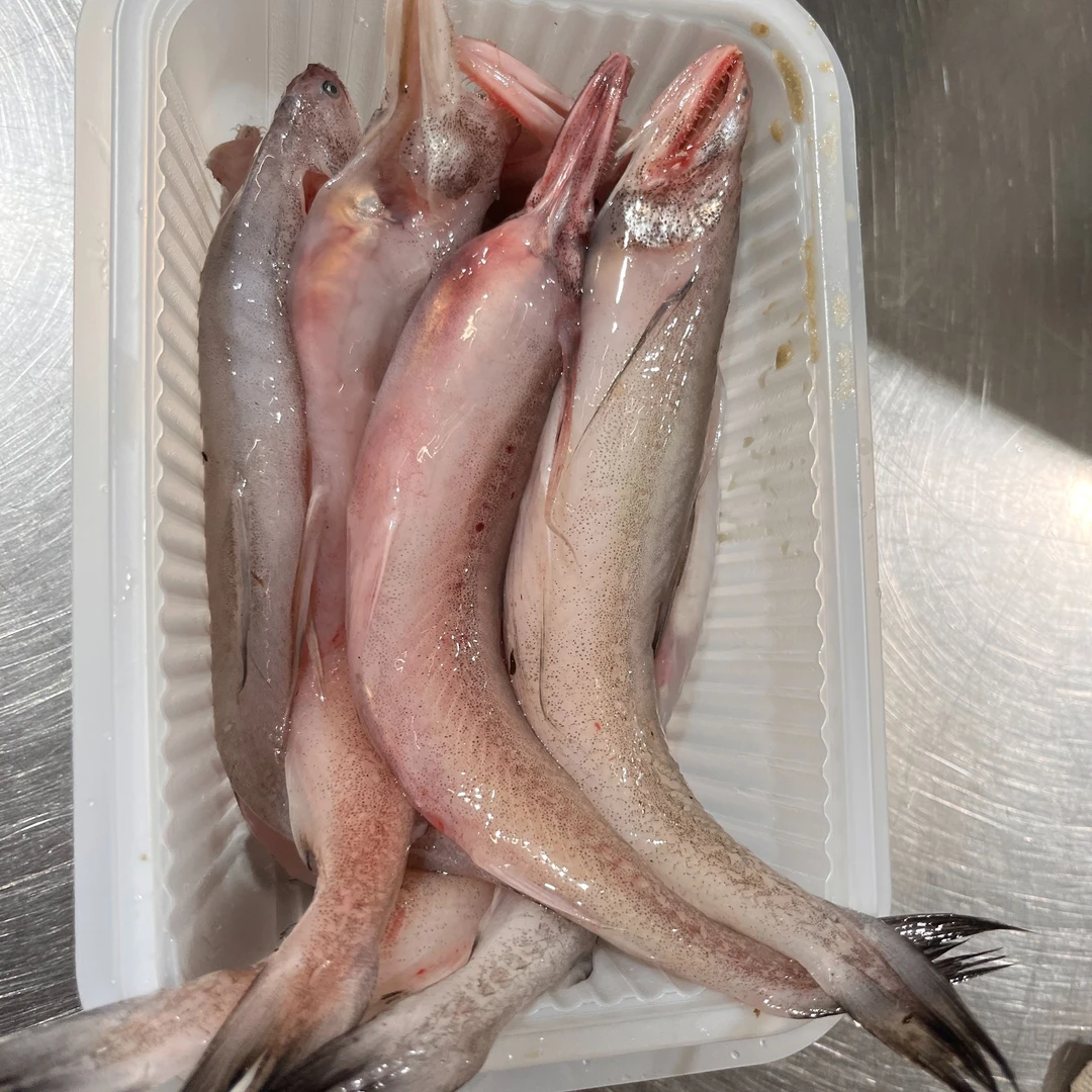 舟山本港新鲜龙头鱼 豆腐鱼 九肚鱼