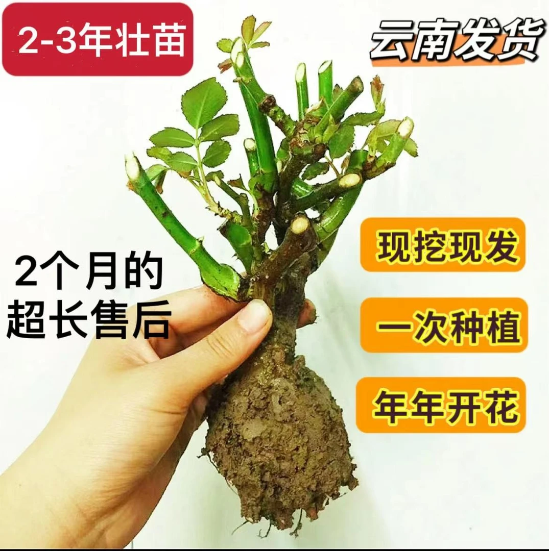 L买3送1【香水爱莎】玫瑰花苗 月季花苗盆栽 地栽 庭院四季循环开花