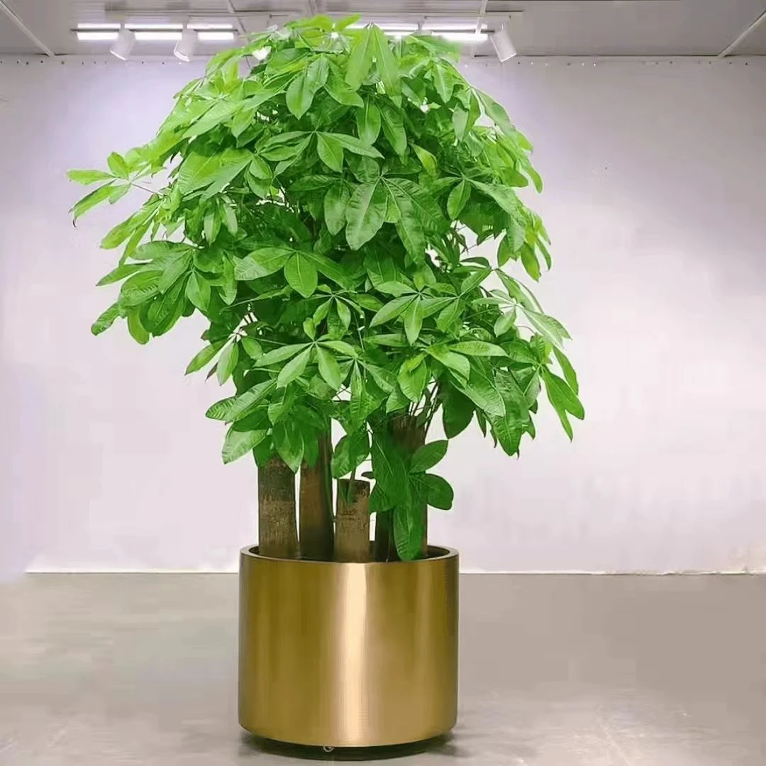 【直播定制款】老桩发财树开业盆景客厅办公室财运风水绿植四季常绿