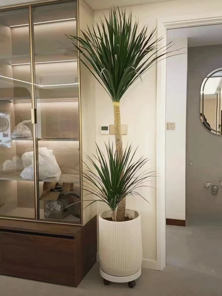 【直播一物一拍】黑珍珠龙血树盆栽室内好养植物四季常绿懒人植物