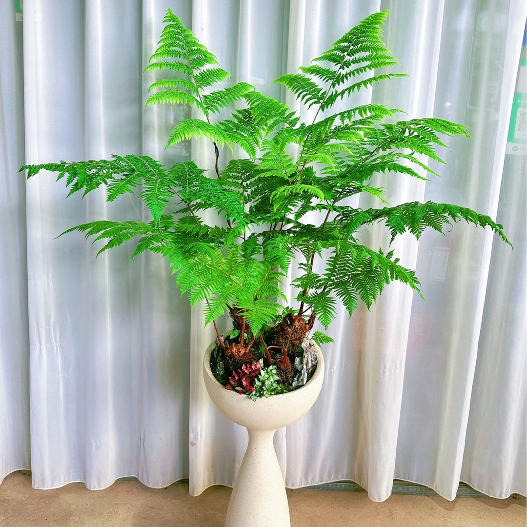 红磷蕨盆景玄关茶室办公室书房禅意养心好养绿植景观