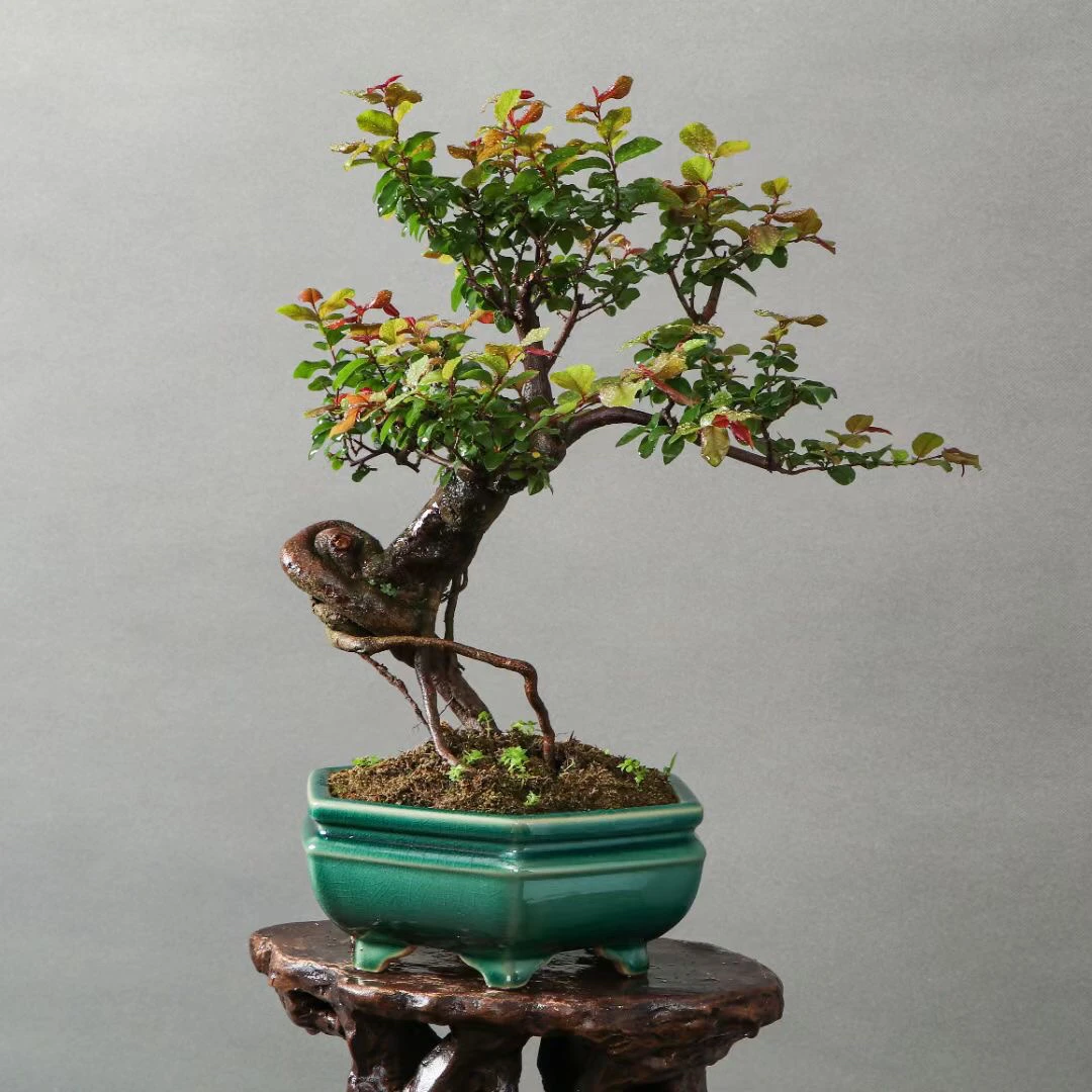 [一物一拍] 雀梅榆树别墅庭院地栽绿化盆景耐寒植物大型风景树