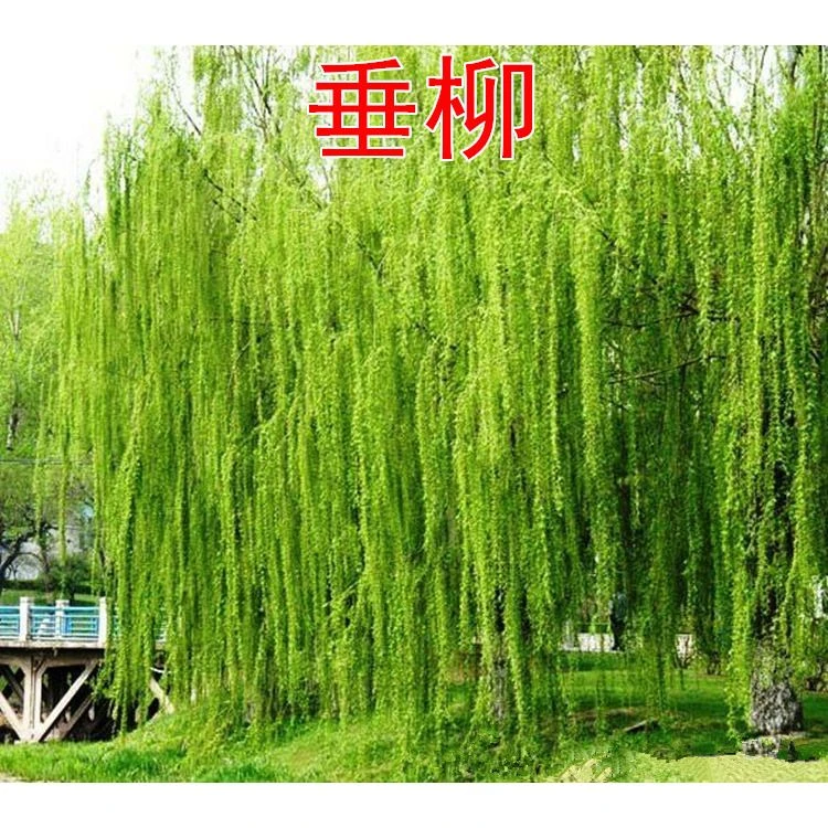 垂柳树苗绿化乔木耐寒行道树种植工程苗木