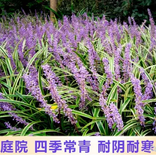 庭院绿化苗木金边麦东草玉龙草矮麦东草四季长青耐寒植物花卉绿植