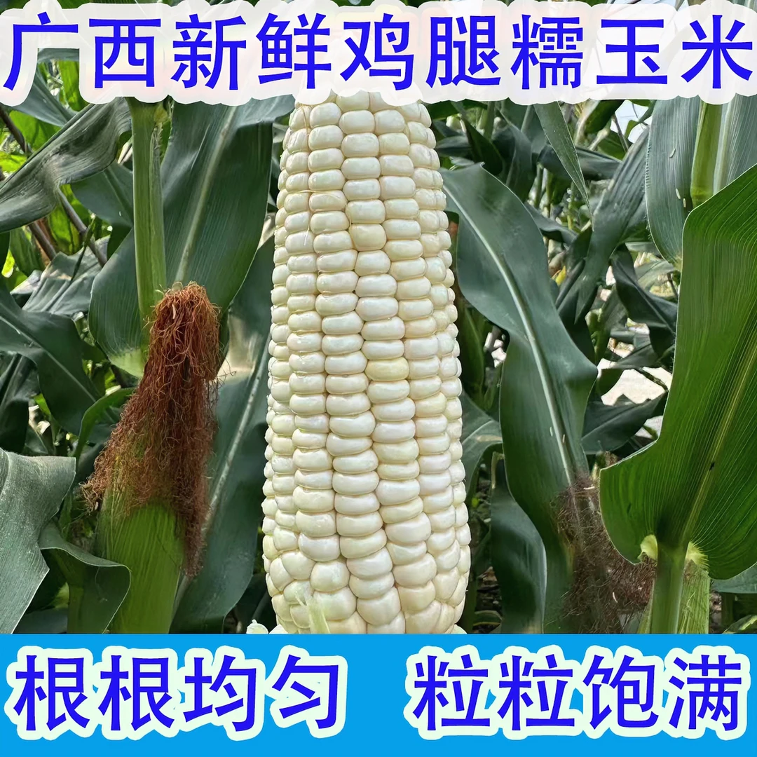 广西新鲜老品种白糯玉米 鸡腿糯玉米 4 8斤新鲜现摘现发