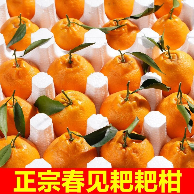 正宗四川眉山春见耙耙柑现摘现发新鲜应季桔子柑橘八斤净重包邮