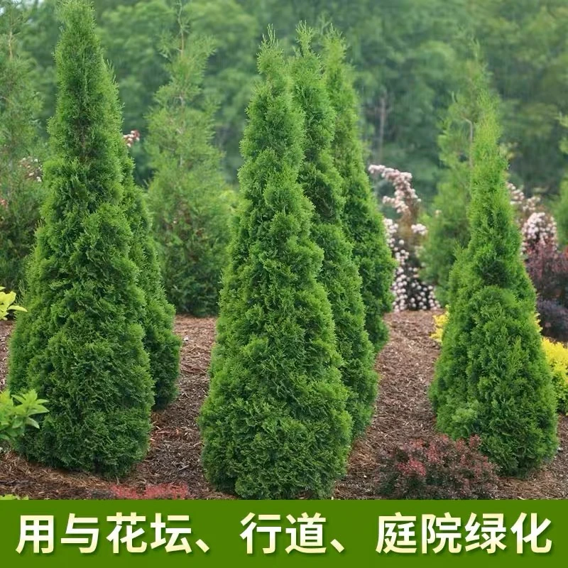塔柏树苗植物龙柏地栽宝塔松室外松柏洒金柏侧柏四季常青工程绿化