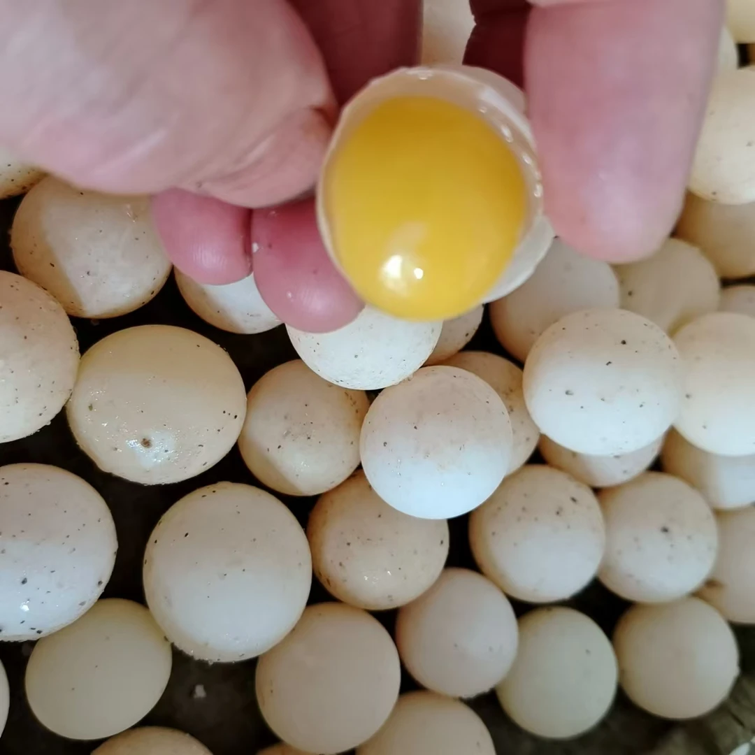 新鲜食用甲鱼蛋100个送20 个老鳖蛋宝宝辅食小个甲鱼农场现挖现发