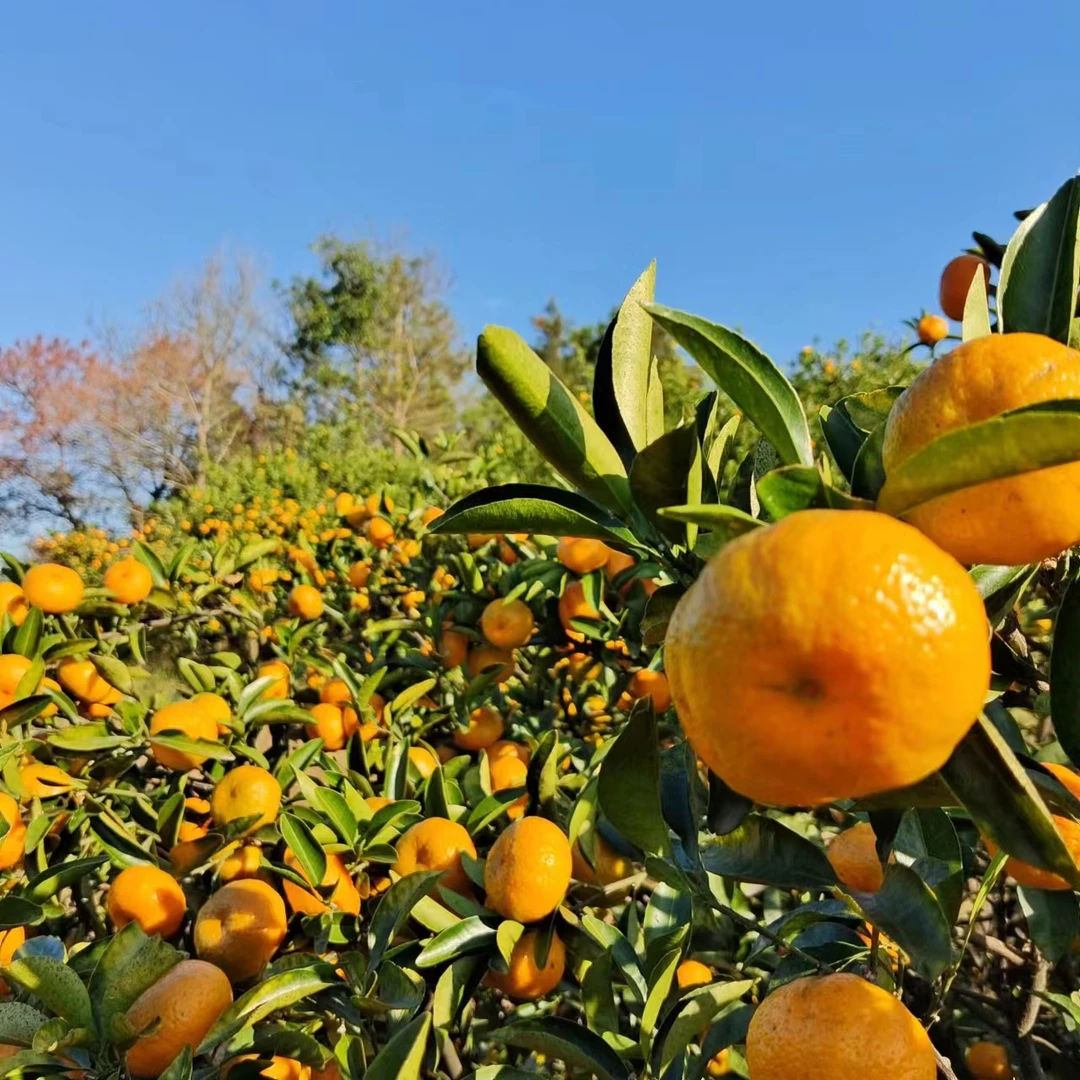 江西南丰特产正宗南丰蜜桔蜜广桔非砂糖桔带箱10斤