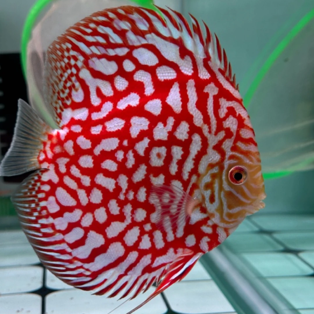 精品七彩神仙鱼 马来棋盘鸽子