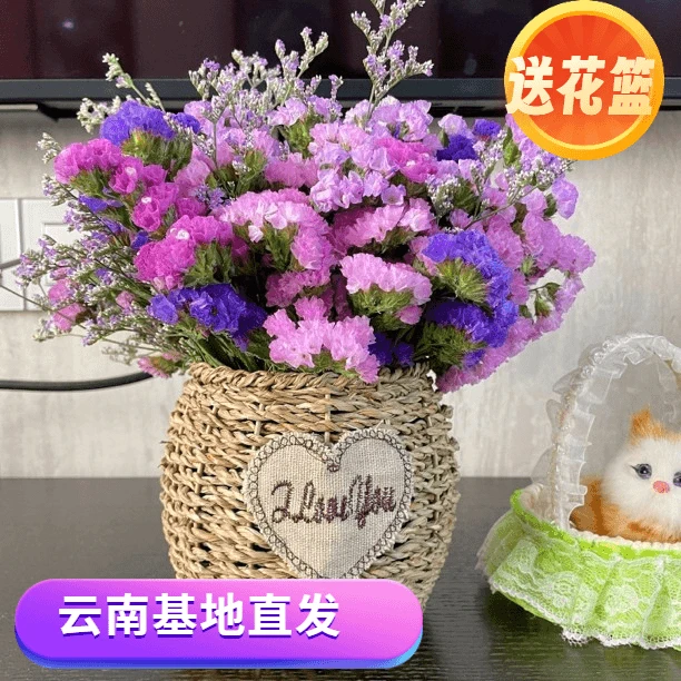 云南基地A级勿忘我鲜花生日干花花束自然风干真花家居摆件插花