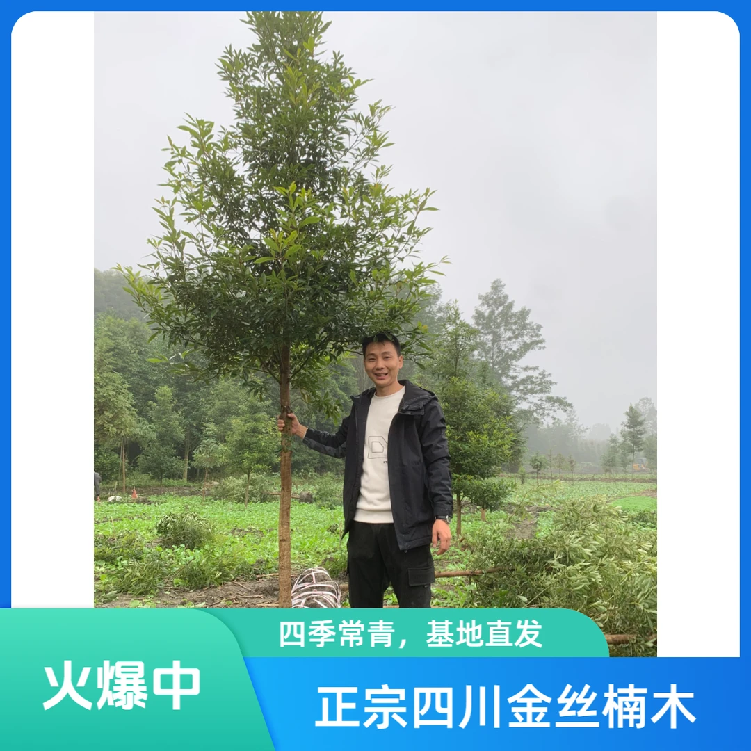 正宗四川金丝楠木大树
