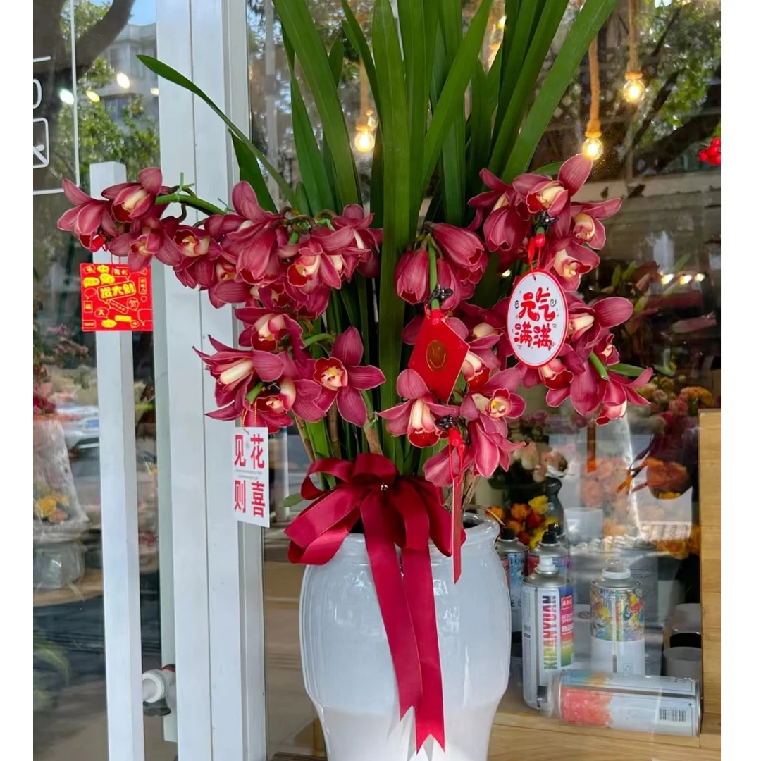 一盆花卉【金边大红袍】4支/客厅/阳台/精品兰花/室内养