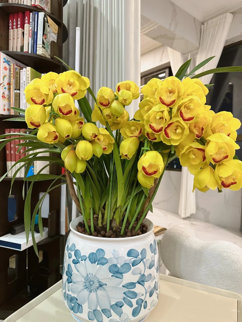 一盆花卉《落地金光》4支大花惠兰盆栽客厅/阳台精品兰花