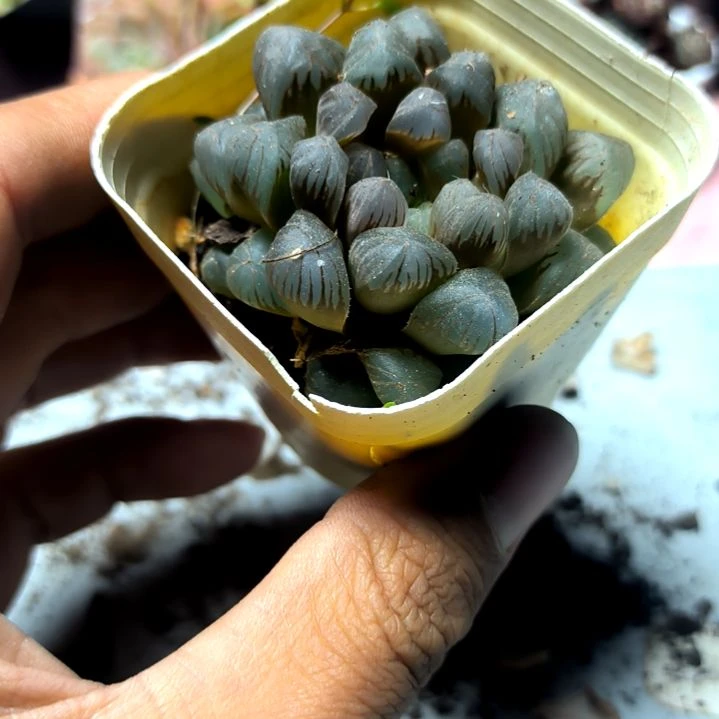 满6元包邮，冰灯一颗