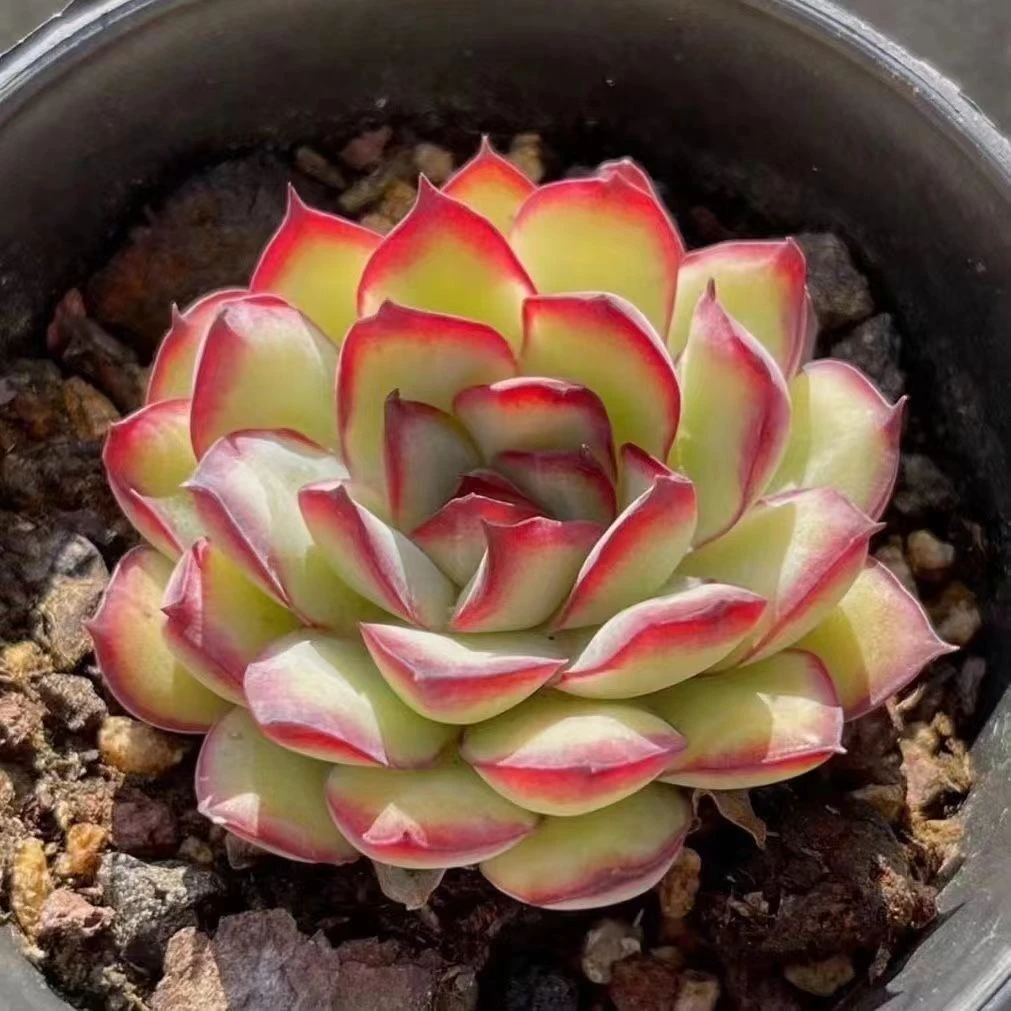 9.9包邮肉酱玫瑰1颗单头