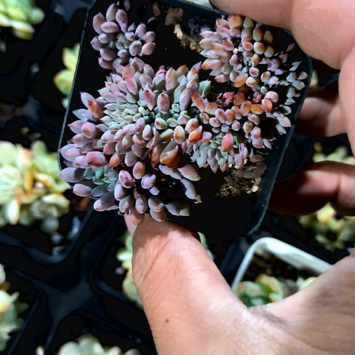 满6元包邮，莱恩缀化