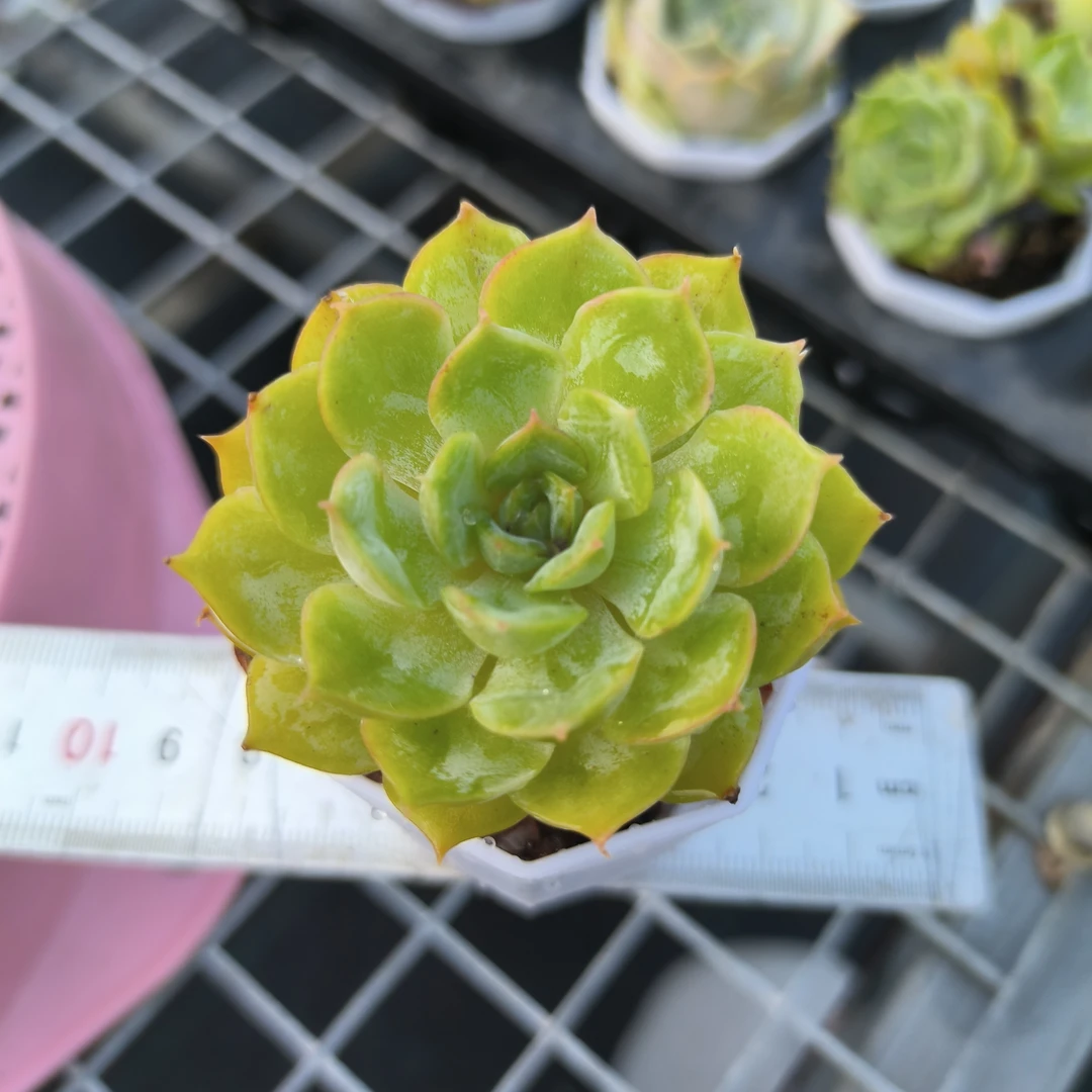 昂斯洛3-5cm1颗，满9.9元包邮