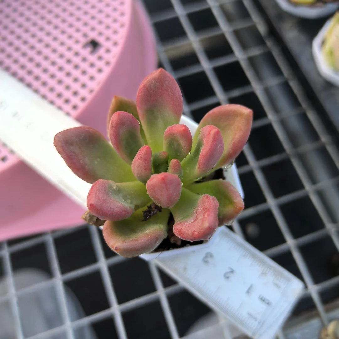 桃花源3-5cm一颗，满9.9元包邮