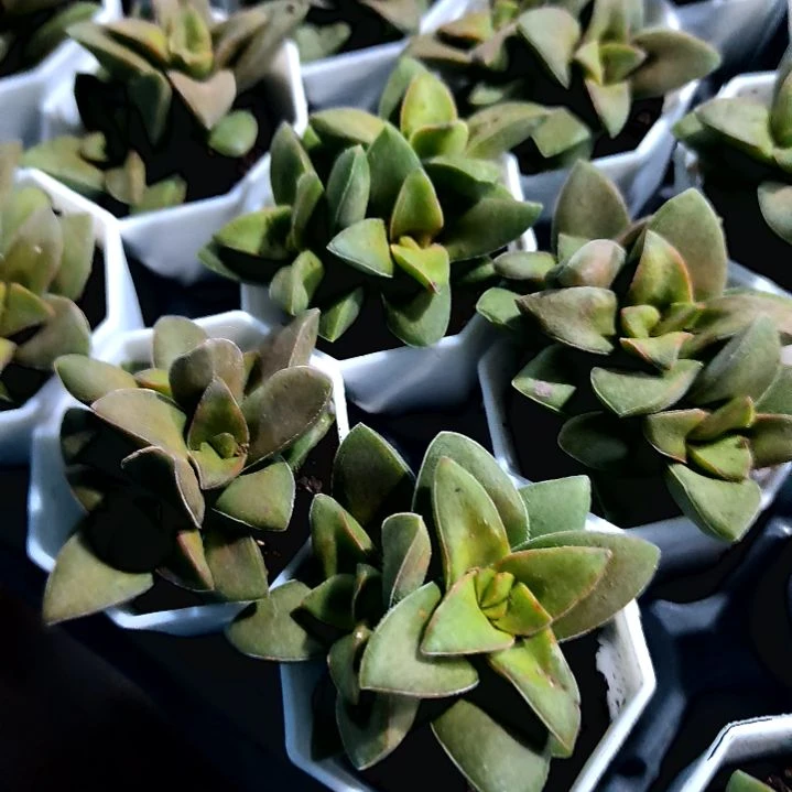 满6元包邮，神童2/3头八角盆