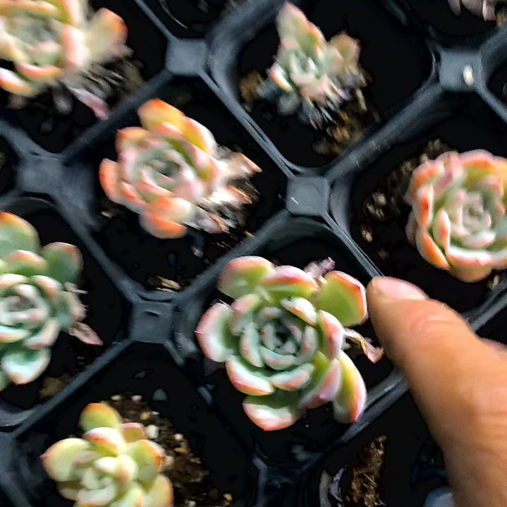 满6元包邮，樱桃杂交方盆一元