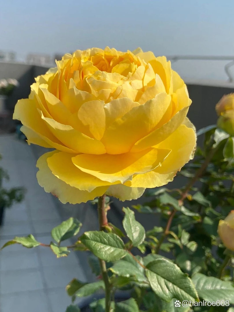 扦插苗阳光笑容月季大花月季阳台庭院花卉