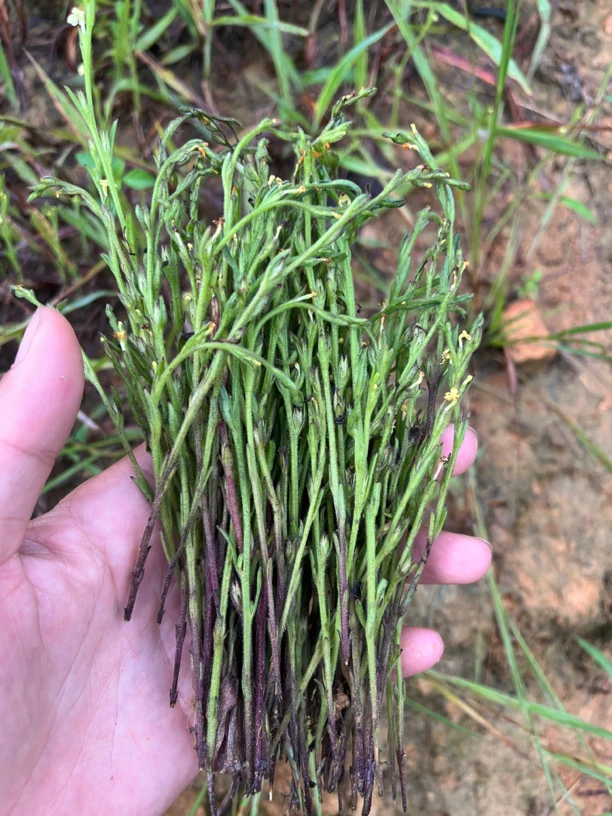 广东粤北干货独脚金孩儿草野生黄花草包邮云南菜新鲜正宗中药材