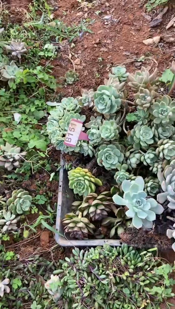 【闪购商品】B151清风花木兰多肉脱土晾根纸巾打包