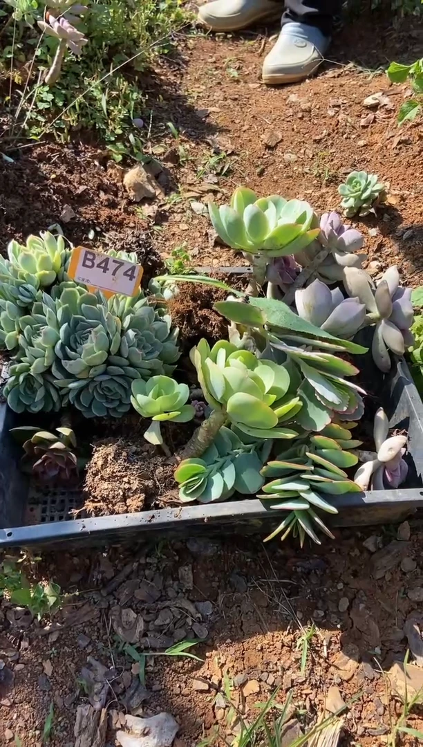 【闪购商品】B474清风花木兰多肉脱土晾根纸巾打包