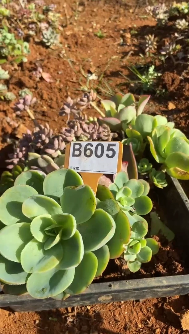 【闪购商品】B605清风花木兰多肉脱土晾根纸巾打包