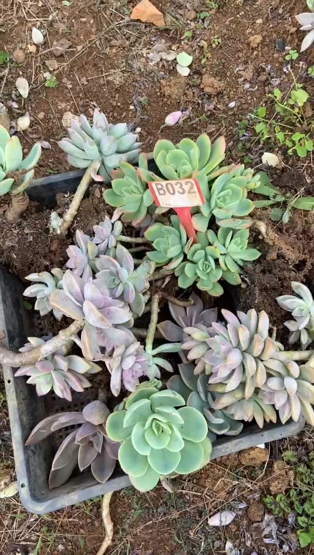 【闪购商品】B032清风花木兰多肉脱土晾根纸巾打包